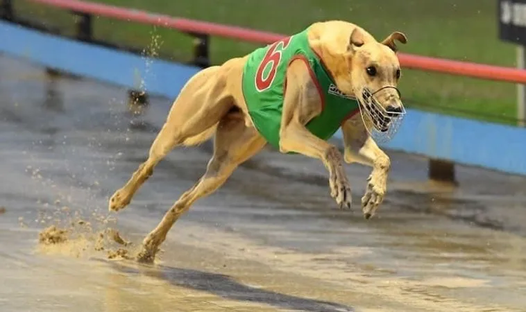 Cá Cược Đua Chó OnBet Thắng Đậm Cho Người Mới Bắt Đầu Chơi 1 đua chó OnBet