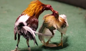 Đá Gà Sabong Tại OnBet